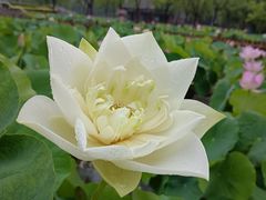 -莲花池公园
