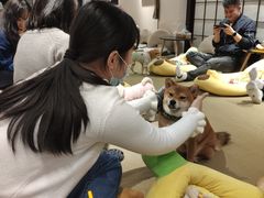-逗柴咖啡屋·狗咖猫咖宠物桌游