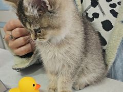 -中农国际动物医院24小时·猫科·骨科·急重症中心