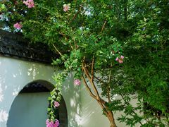 -上海醉白池公园