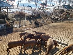 -北京鹿世界主题园