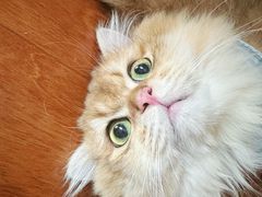 -猫大福·Fortune Cat猫舍(百子湾店)