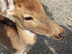 -鹿境梅花鹿生态园区