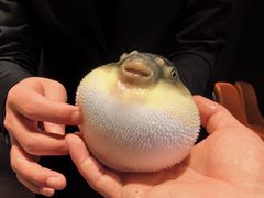 -肆月河豚·淮扬菜·湘菜(华天店)