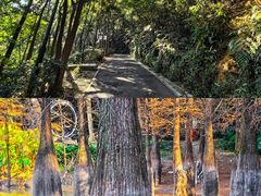 -广州市帽峰山景区