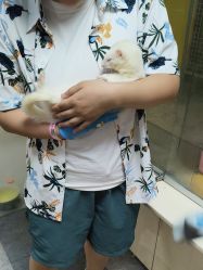 -神奇动物撸宠馆·羊驼·小浣熊·异宠(豫园店)