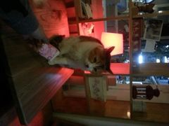 android_upload_pic-Anne猫窝咖啡屋
