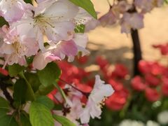 -石家庄市植物园