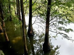 -三水森林公园
