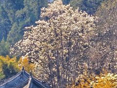 -潭柘寺景区