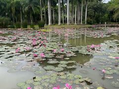 -中国科学院西双版纳热带植物园