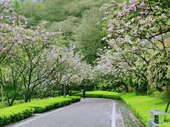 -重庆园博园