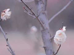 -蜀冈西峰生态公园