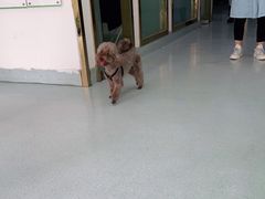 -汪喵宠物医院·骨科心脏影像·犬猫急重症ICU诊疗中心(成华分院)