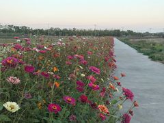 -上海长兴岛郊野公园