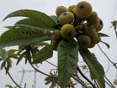 -昆山城市生态森林公园