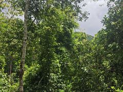 -野象谷景区