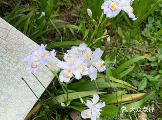 草莓园外是一个中草药园子