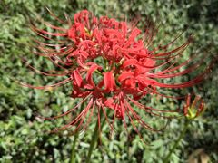 -上海佘山国家森林公园天马山园