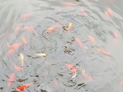 -龙头寺公园