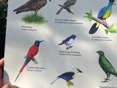 -奥兰多迪士尼动物王国乐园