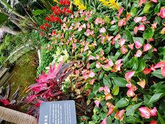 -北京植物园-展览温室