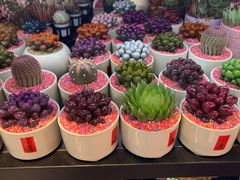 -溪岸路花鸟市场