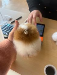 点击看大图 -IMON·HANSA潮玩玩偶毛绒玩具(通州万象汇店)