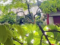 -东山雕花楼