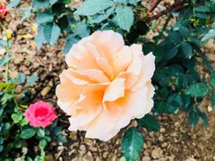 -人民公园(罗湖区)