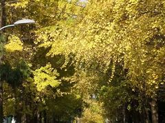 -四川大学(望江校区)