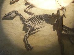 -洛阳周王城天子驾六博物馆