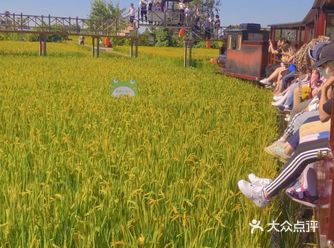 稻梦空间的里的大米还没熟