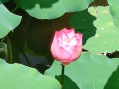 -荔湾湖公园