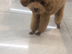 -米卢宠物公园(广华居店)