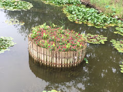 -微山湖红荷湿地景区