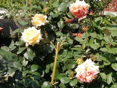 -顺德了能馆(虎门店)