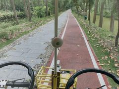 -合肥滨湖国家森林公园