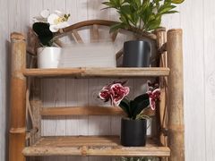 -壹迦桌游·血染钟楼剧本杀狼人杀