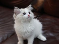 -小猫来了·猫舍(红山六九七九店)
