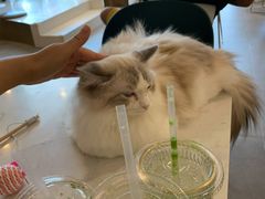 -飞行喵MR PILOT|猫舍·猫咖(静安大融城店)