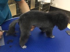 -创凡宠物医院·骨专科  猫科中心(西乡分院)