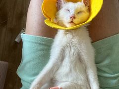 -小伙伴宠物医院•急重症转诊中心·老年专科·犬猫全科(北大街总院)