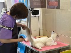 -北京观赏动物医院·24小时大型综合·猫专科·异宠专科