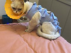 -伟伟宠物医院·CT影像中心·瑞派犬猫综合性门诊(汉口总院)