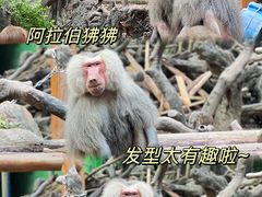 -广州长隆野生动物世界