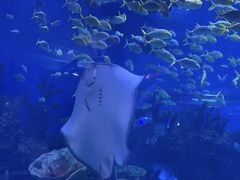 -上海海昌海洋公园