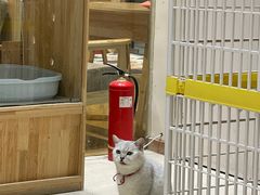 -藏猫猫咖啡主题馆(中央大道店)