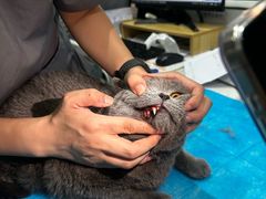-伟伟宠物医院·CT影像中心·瑞派犬猫综合性门诊(汉口总院)
