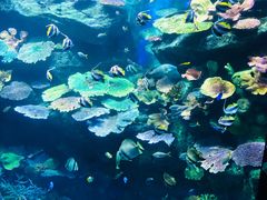 -暹罗海洋世界